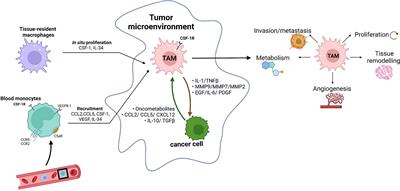 The impact of tumor associated macrophages on tumor biology under the lens of mathematical modelling: A review